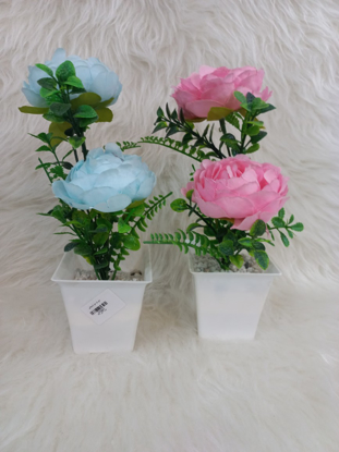 تصویر از رز2گل H