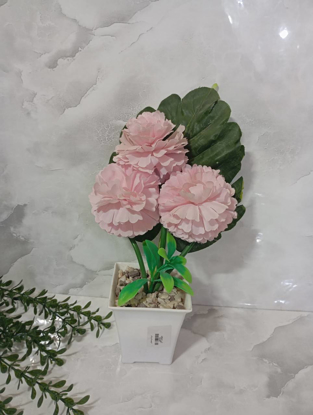 تصویر از داوودی3گل پشت برگ