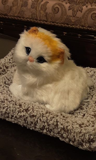 تصویر از گربه موزیکال نشسته