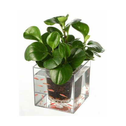 تصویر از گلدان اکواریوم